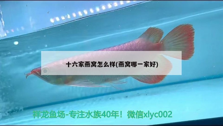 這是我前段時間收到的虎魚