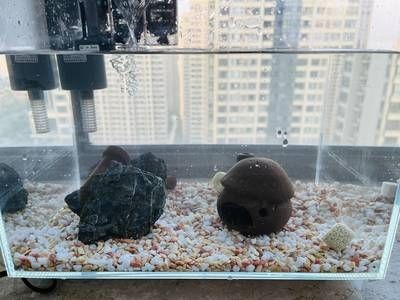 大魚魚缸怎么布景：大魚魚缸布景方法 大魚魚缸怎么布景：大魚魚缸布景方法 魚缸百科 第1張