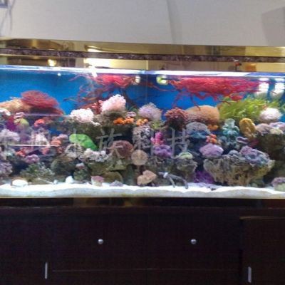 大型魚缸如何安裝視頻：diy大型魚缸安裝的步驟與技巧
