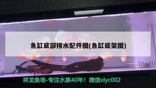 六十公分的大虎魚
