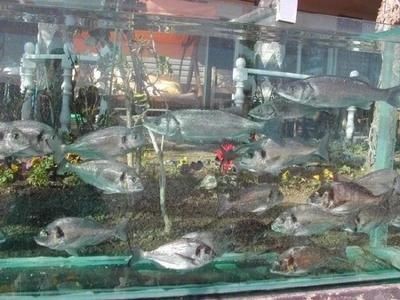 玻璃粘的魚缸怎么拆除：如何拆除魚缸玻璃膠