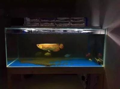 龍魚的養殖溫度和濕度是多少度的 龍魚的養殖溫度和濕度是多少度的 龍魚百科 第3張
