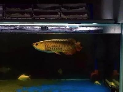 龍魚的養殖溫度和濕度是多少度的 龍魚的養殖溫度和濕度是多少度的 龍魚百科 第2張