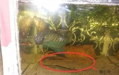 生肖龍養(yǎng)什么魚好一點