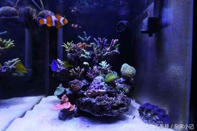 大型海水魚缸設備和價格