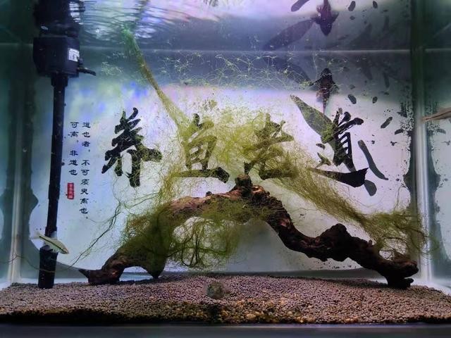 南部縣南隆鎮鑫淼水族門市部（南部縣鑫歐頓足道休閑會所）