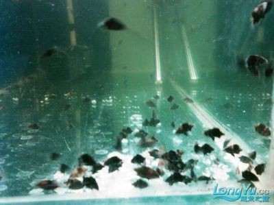 龍魚可以群養(yǎng)嗎怎么養(yǎng) 龍魚可以群養(yǎng)嗎怎么養(yǎng) 龍魚百科 第2張
