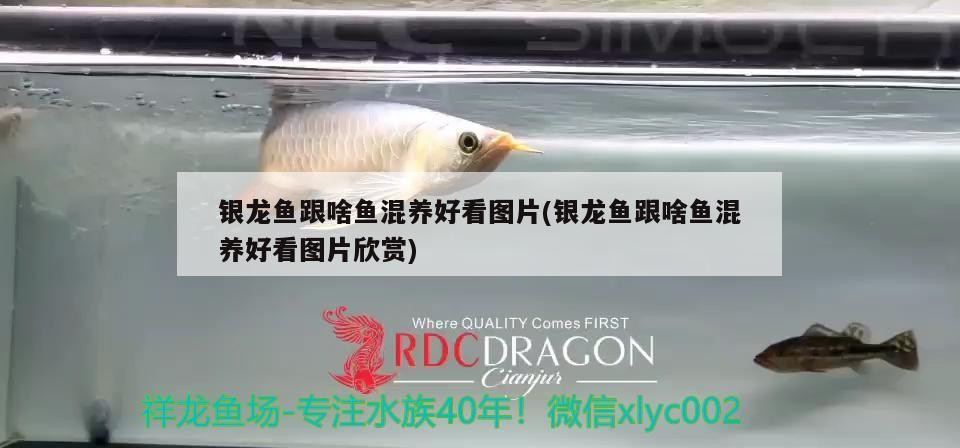 銀龍魚跟啥魚混養好看圖片(銀龍魚跟啥魚混養好看圖片欣賞)