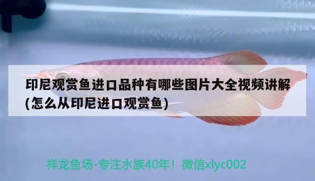 虎魚與羅漢