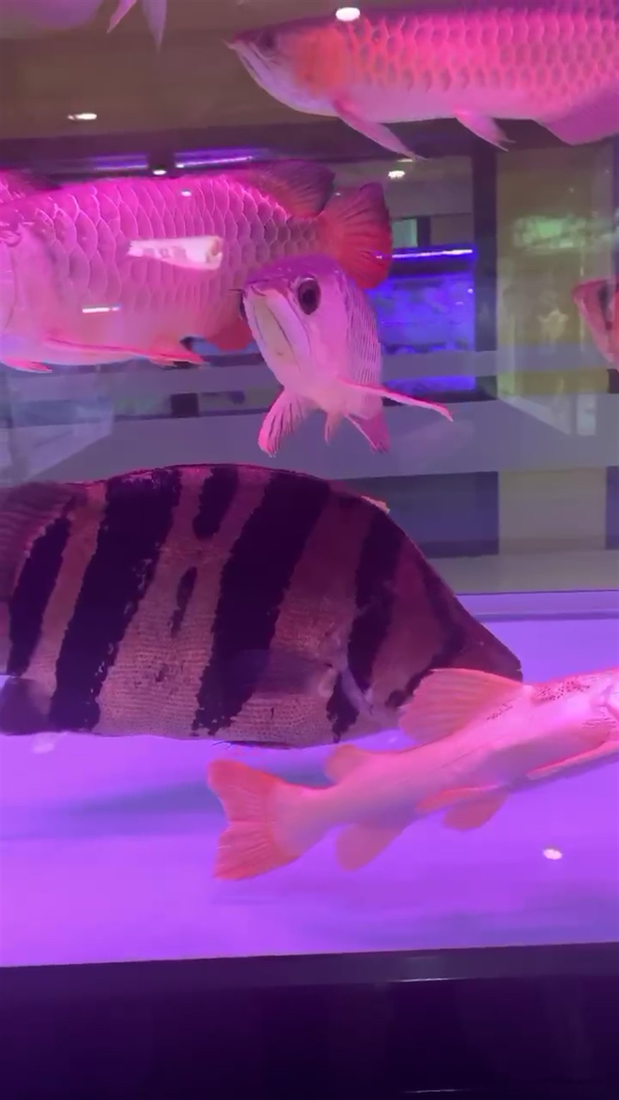 邂逅大虎魚
