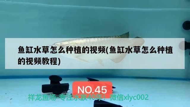 邂逅大虎魚