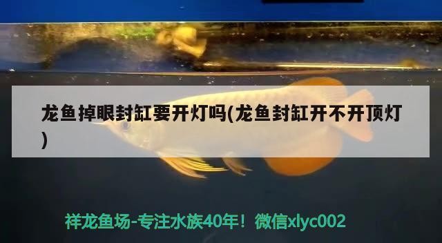 邂逅大虎魚