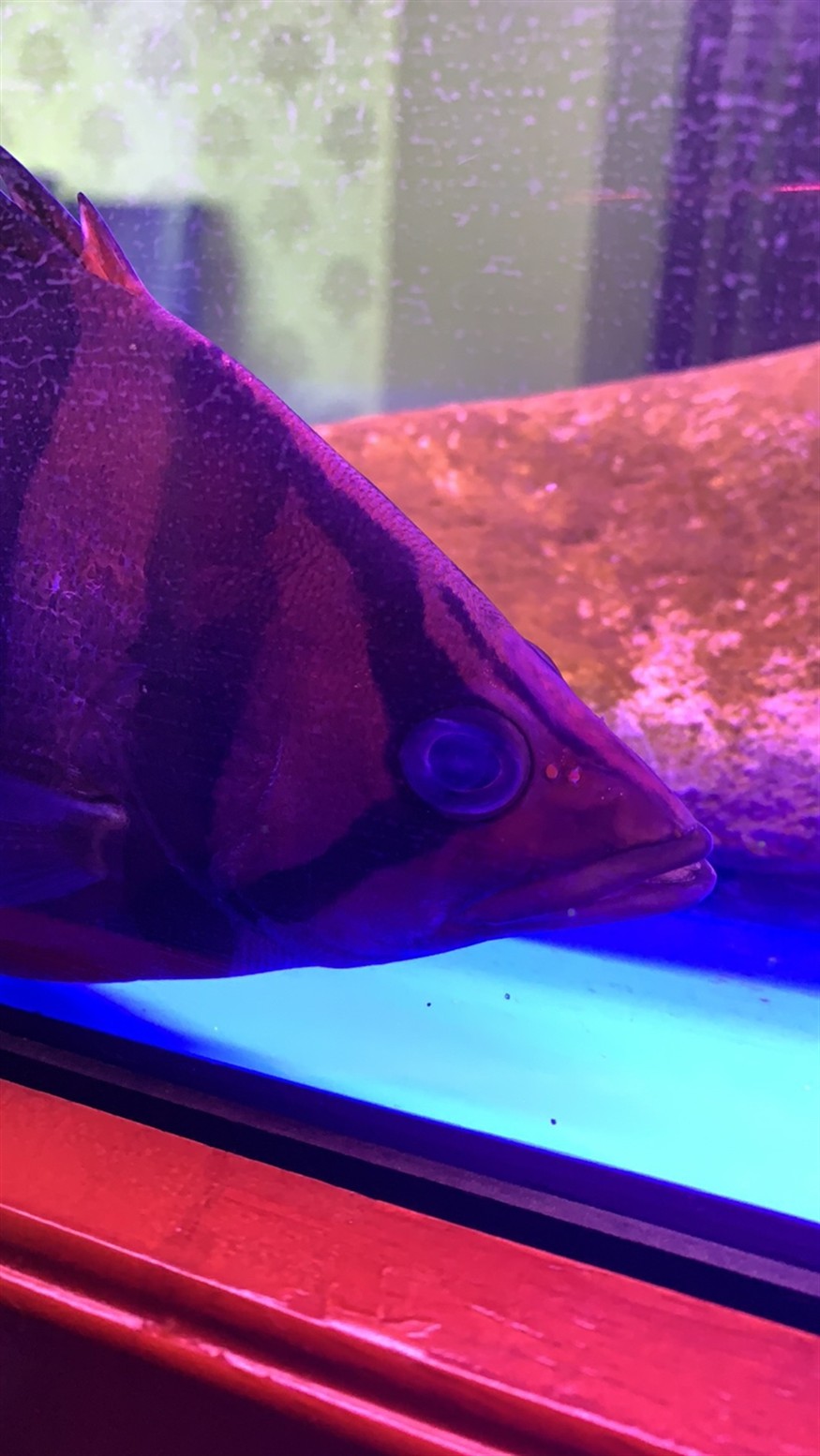 神奇的治療虎魚蒙眼過程 神奇的治療虎魚蒙眼過程 虎魚百科 第1張