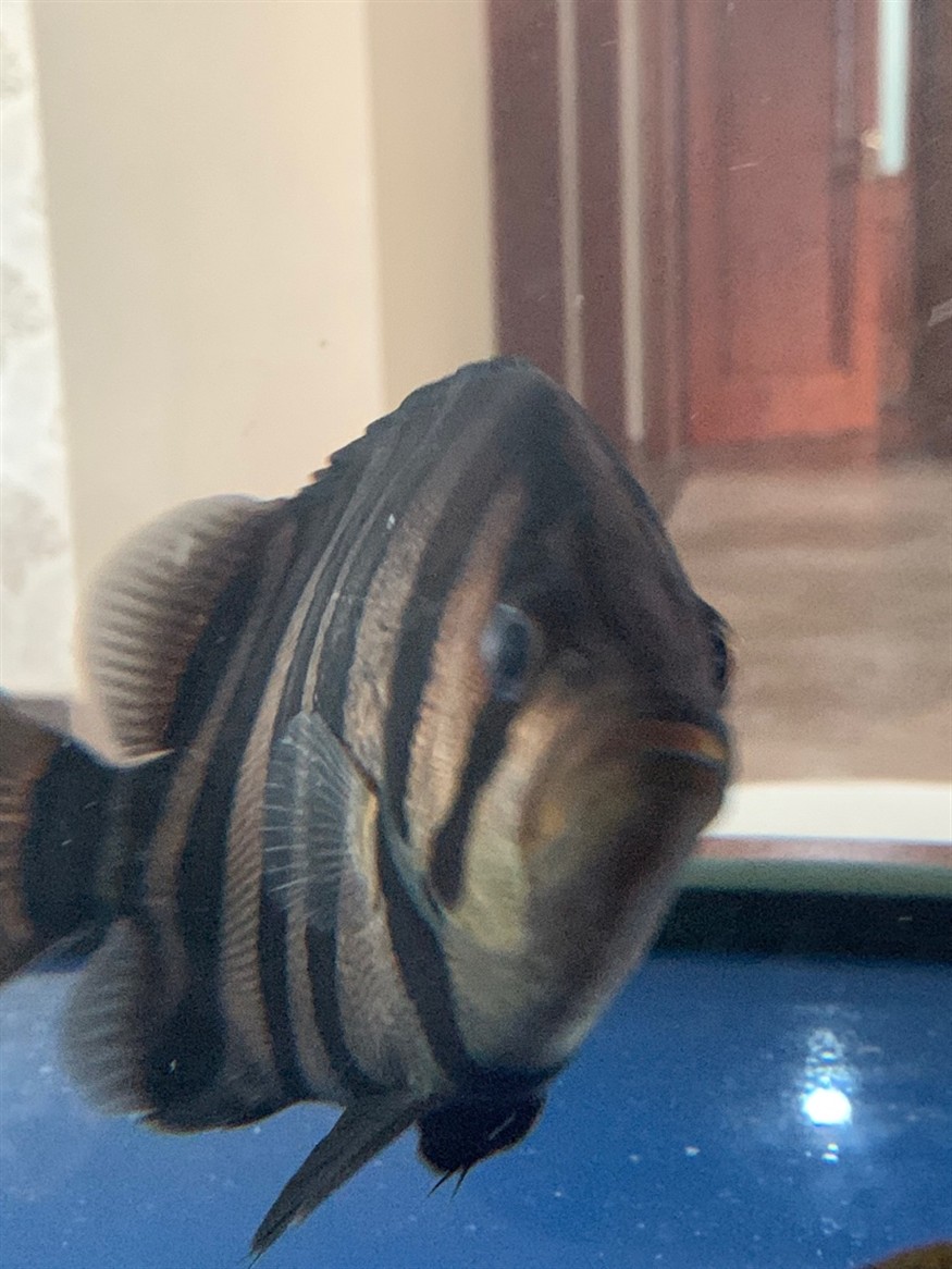 神奇的治療虎魚蒙眼過程 神奇的治療虎魚蒙眼過程 虎魚百科 第2張