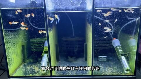玻璃魚缸怎么扔：處理玻璃魚缸的幾種方式