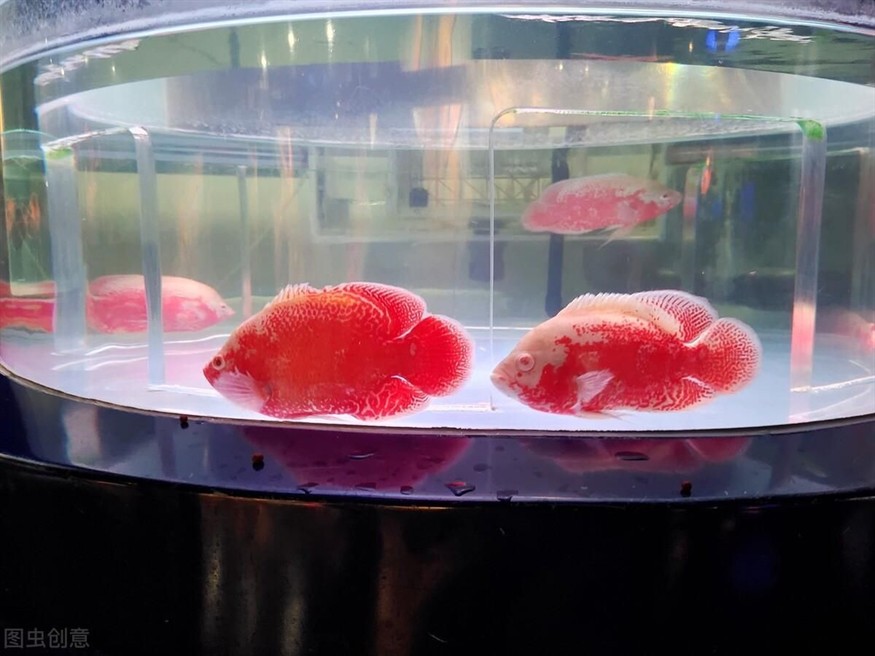 玻璃魚缸怎么扔：處理玻璃魚缸的幾種方式