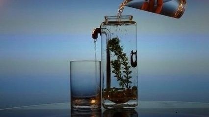 草魚為什么會跳出魚缸：如何防止草魚跳出魚缸