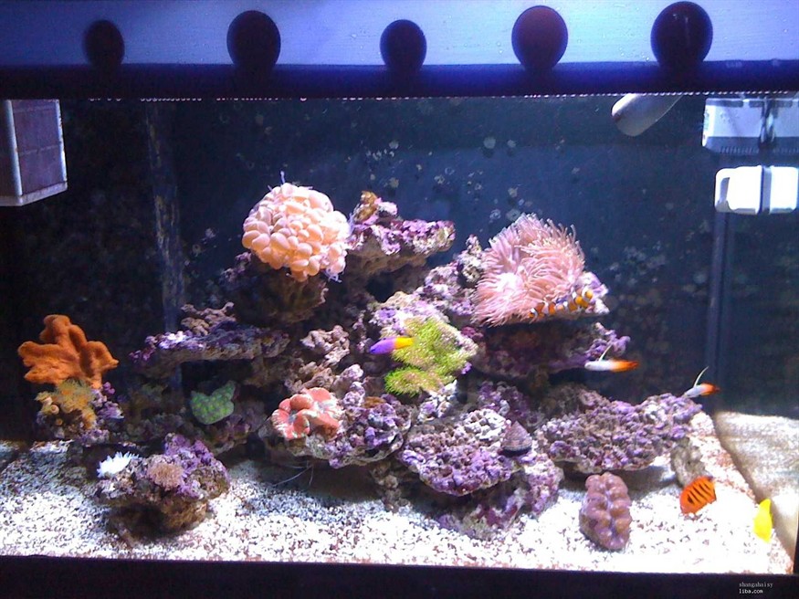 大型亞克力魚缸造景注意事項有哪些：大型亞克力魚缸造景的基本步驟 大型亞克力魚缸造景注意事項有哪些：大型亞克力魚缸造景的基本步驟 魚缸百科 第3張