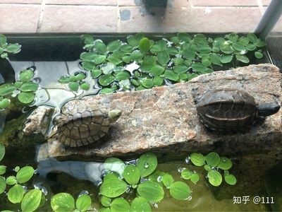 蚌可以養在魚缸么：蚌可以養在魚缸里嗎