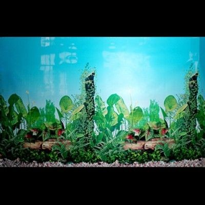 大魚缸背景紙怎么貼：貼大魚缸背景紙的詳細步驟及注意事項 大魚缸背景紙怎么貼：貼大魚缸背景紙的詳細步驟及注意事項 魚缸百科 第1張
