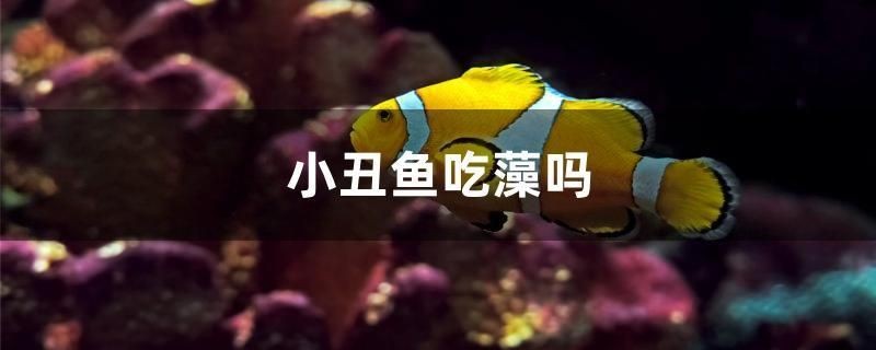 小丑魚吃藻嗎