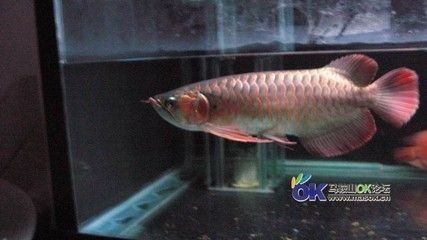 老孫龍魚 背景音樂是什么 龍魚百科 第2張 老孫龍魚 背景音樂是什么 老孫龍魚 背景音樂是什么 龍魚百科 第2張