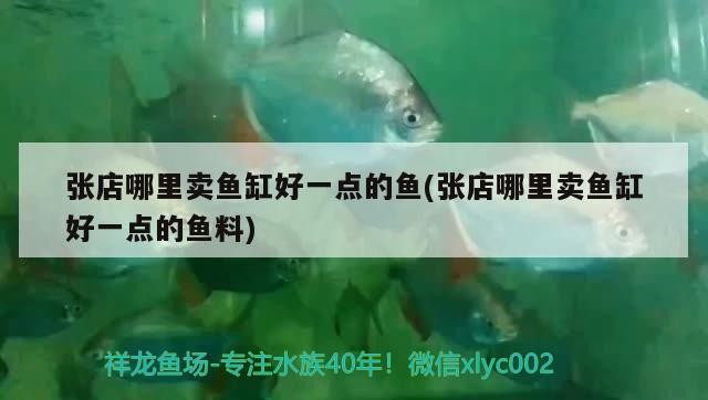 張店哪里賣魚缸好一點的魚(張店哪里賣魚缸好一點的魚料)