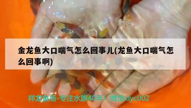 虎魚弟虎魚龍巔