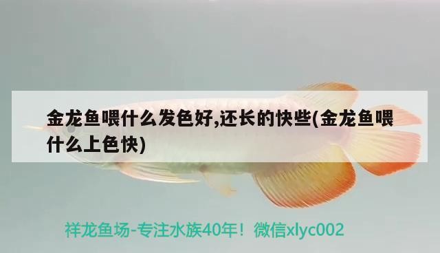 金龍魚喂什么發色好,還長的快些(金龍魚喂什么上色快) 金龍魚喂什么發色好,還長的快些(金龍魚喂什么上色快) 銀龍魚百科