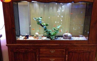 紅龍魚長到60厘米需要幾年時間呢（紅龍魚長到60厘米需要幾年時間呢視頻）