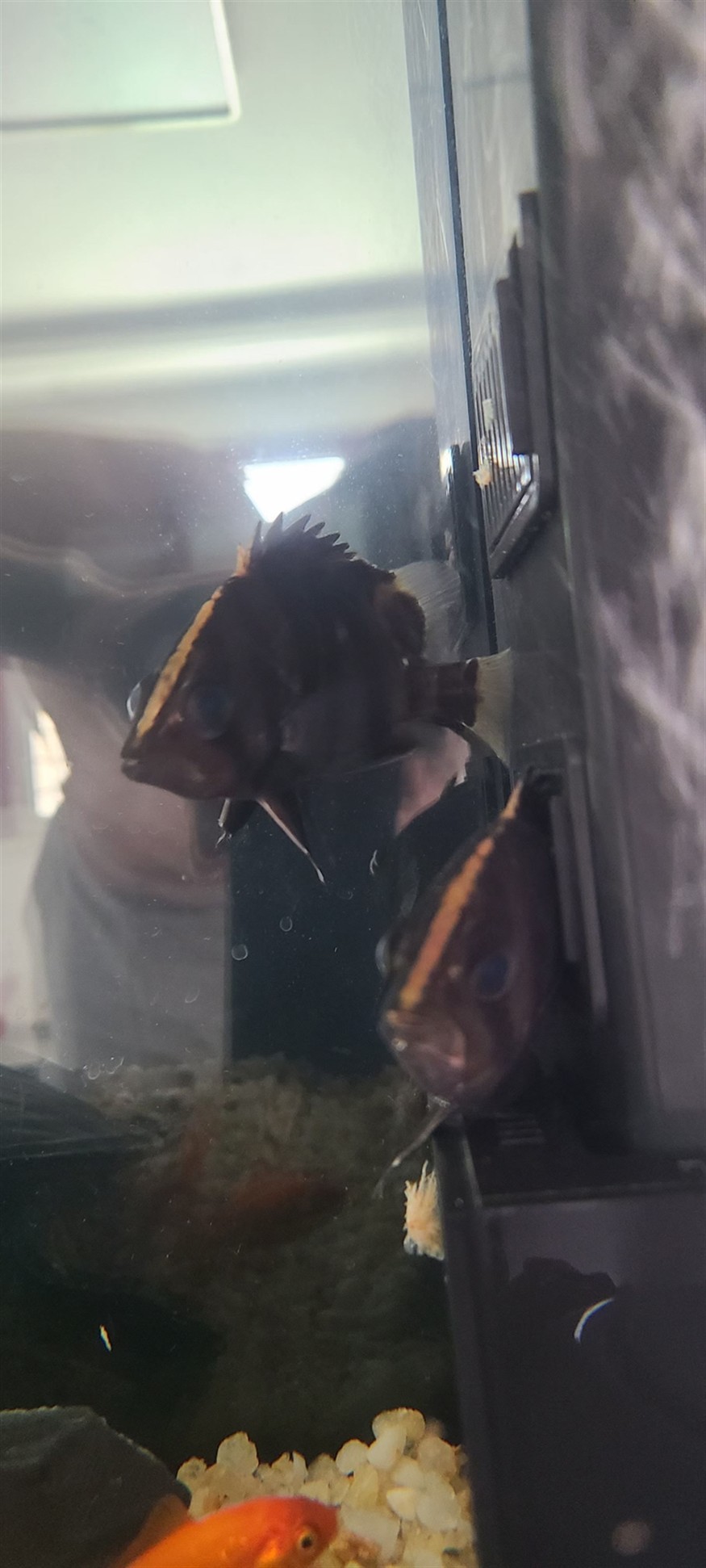 求教虎魚趴缸