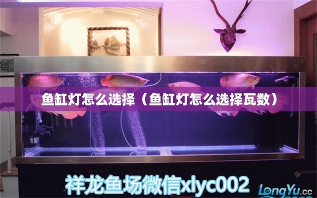 高要市南岸夢幻水族店（高要市南岸夢幻水族店電話） 高要市南岸夢幻水族店（高要市南岸夢幻水族店電話） 全國水族館企業名錄 第1張