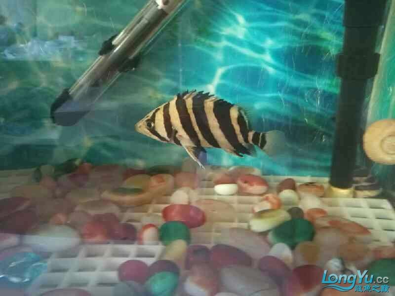 新進虎魚