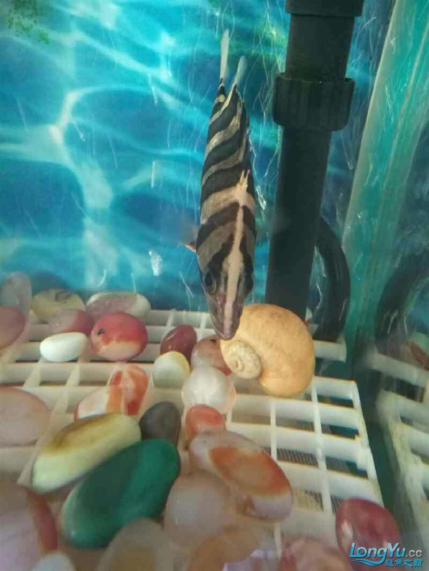 新進虎魚