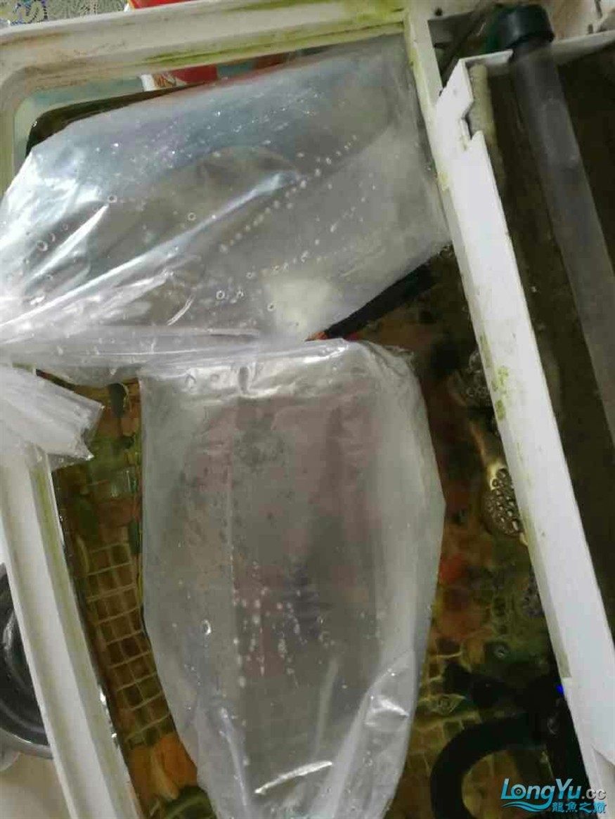 新進(jìn)虎魚