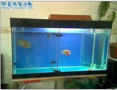 成年羅漢魚能長多大的魚缸里面：如何讓羅漢魚長得快