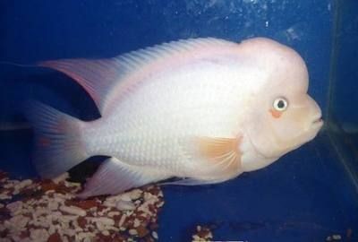 成年羅漢魚能長多大的魚缸里面：如何讓羅漢魚長得快