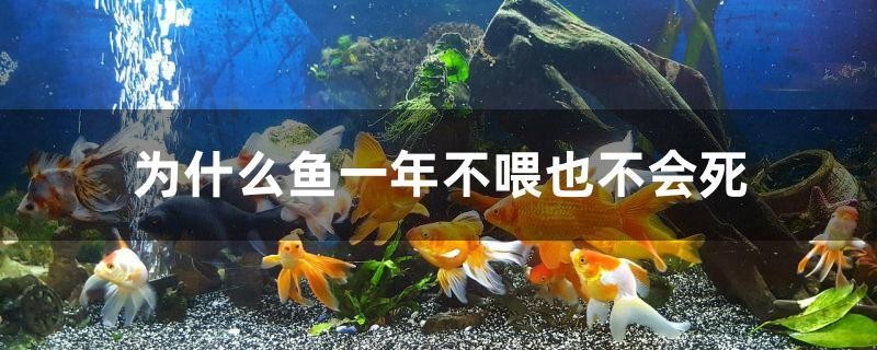 為什么魚一年不喂也不會死 為什么魚一年不喂也不會死 紅龍魚百科