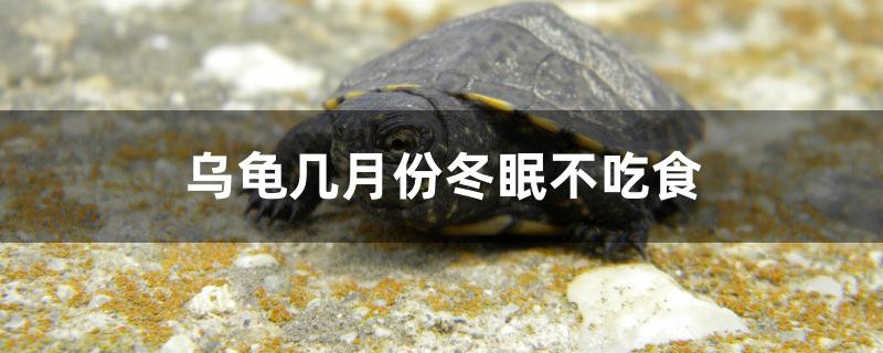 烏龜幾月份冬眠不吃食