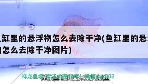 魚缸里的懸浮物怎么去除干凈(魚缸里的懸浮物怎么去除干凈圖片) 魚缸里的懸浮物怎么去除干凈(魚缸里的懸浮物怎么去除干凈圖片) 銀龍魚百科