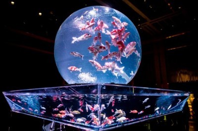 萊蕪市鋼城區森森水族館（萊蕪市鋼城區森森水族館電話）