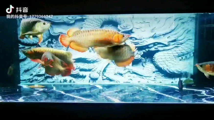 新年給魚友大家拜個(gè)年祝大家龍虎精神