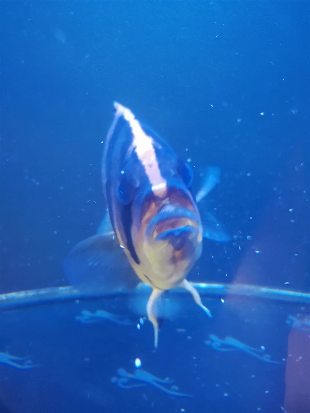 虎魚嘴巴被玩脫臼