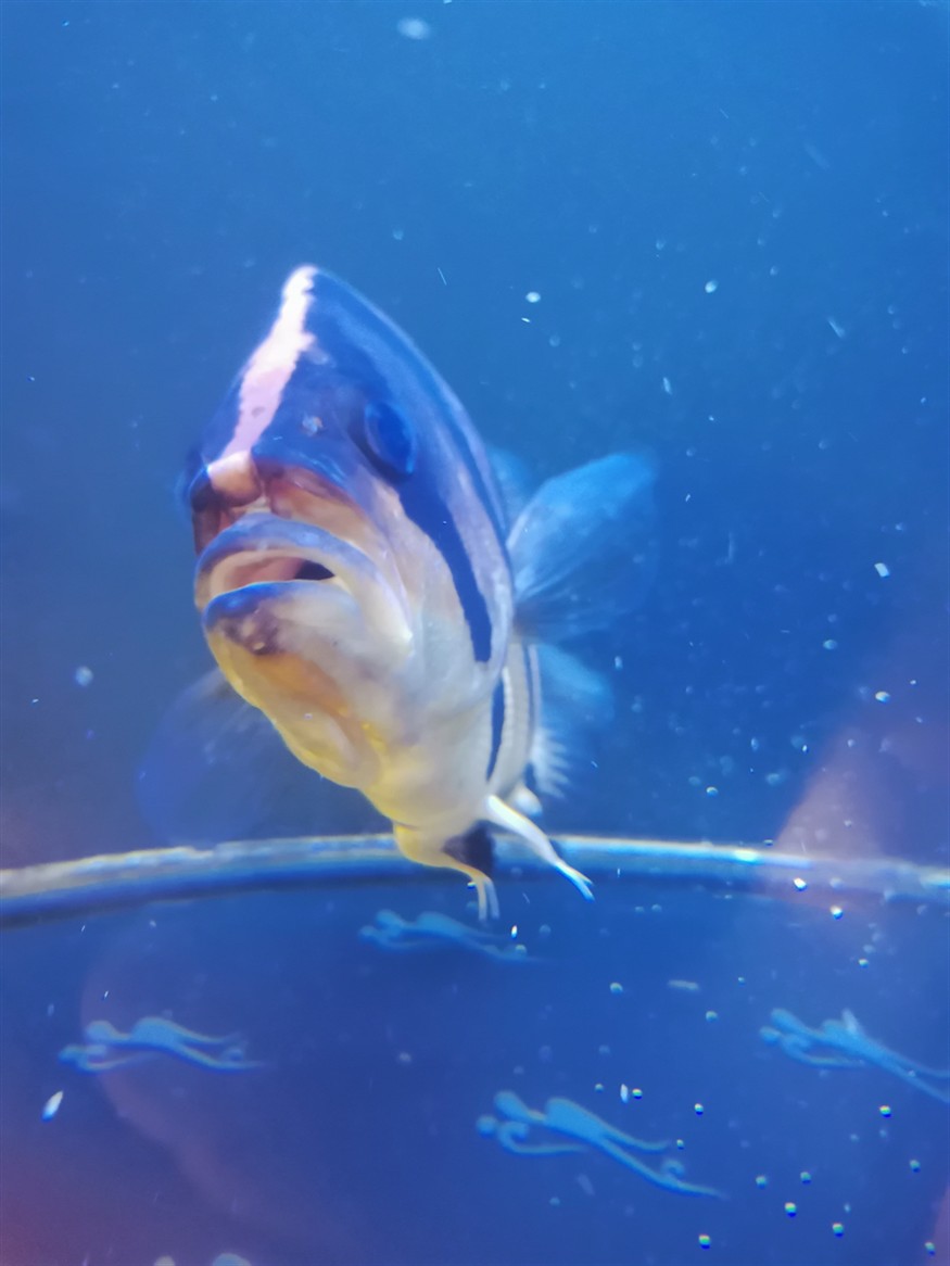 虎魚嘴巴被玩脫臼