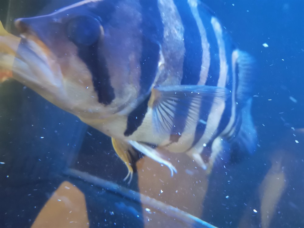 虎魚嘴巴被玩脫臼