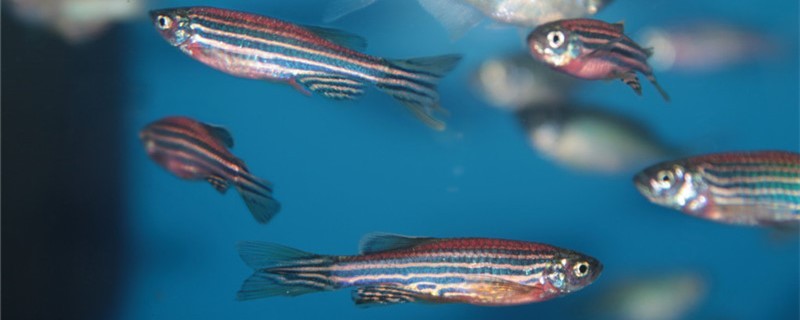 斑馬魚長得快嗎2cm斑馬魚多久可以長大
