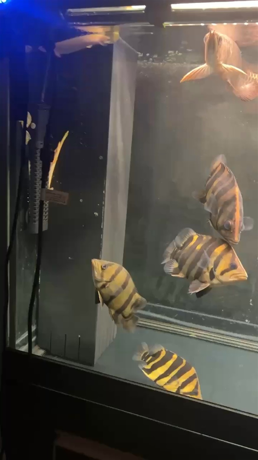 清缸出虎魚