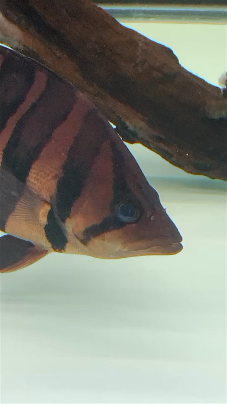 雞胸肉喂龍魚一次喂多少合適？（雞胸肉喂龍魚多久見效？）