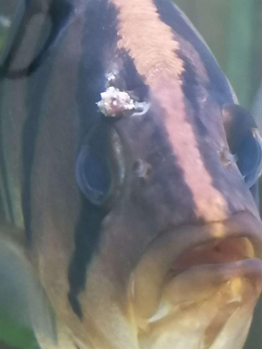 虎魚身上長了惡心的包上面還有很多小凸起