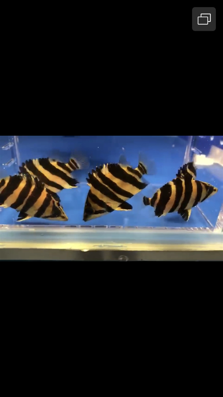 虎魚吃啥長的快呀 虎魚吃啥長的快呀 虎魚百科